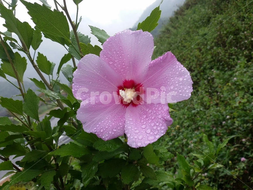 꽃,식물,flower,plant,무궁화,무궁화꽃,자연,식물,자연,plants,nature,꽃,flower