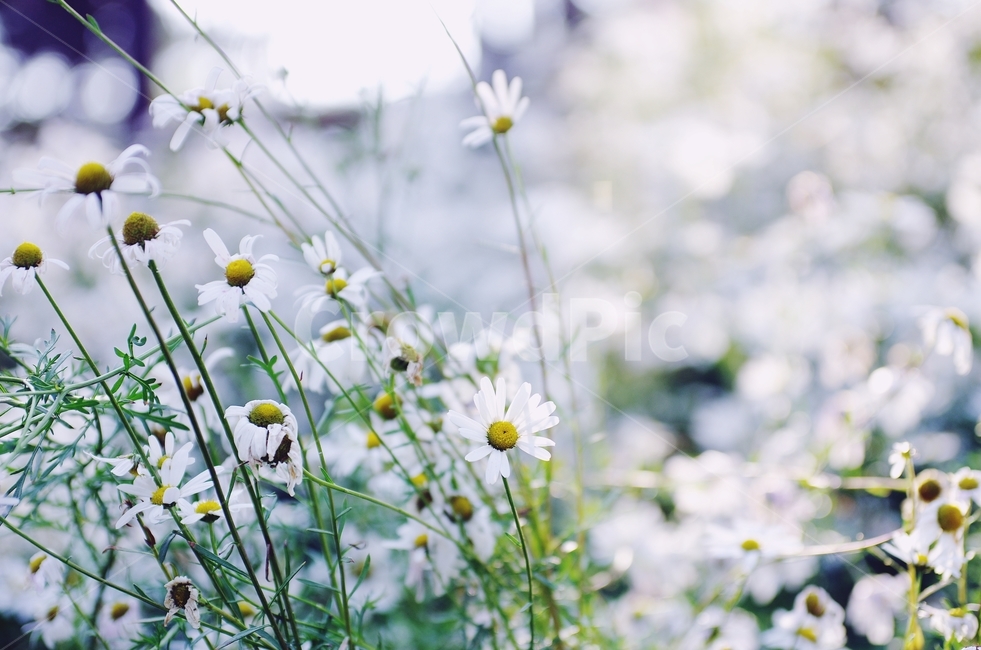 september,가을,들꽃,꽃,구절초,식물,자연,plants,nature,꽃,flower