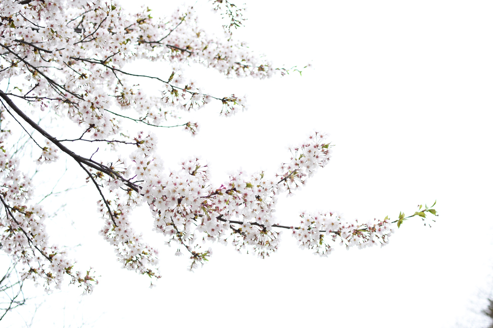 벚꽃,꽃,봄,공원,꽃사진,봄,계절,spring,season,식물,자연,plants,nature,꽃,flower,나무,trees,wood,plant,blossom,cherry blossom