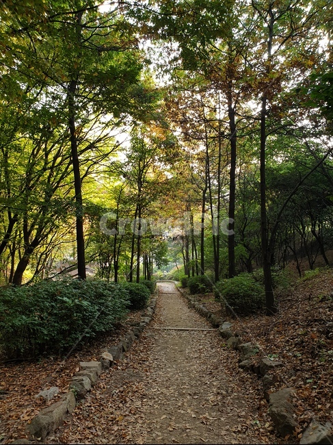 단풍나무,나무,단풍,오솔길,자연,plant,식물,나무줄기,햇빛,나뭇잎