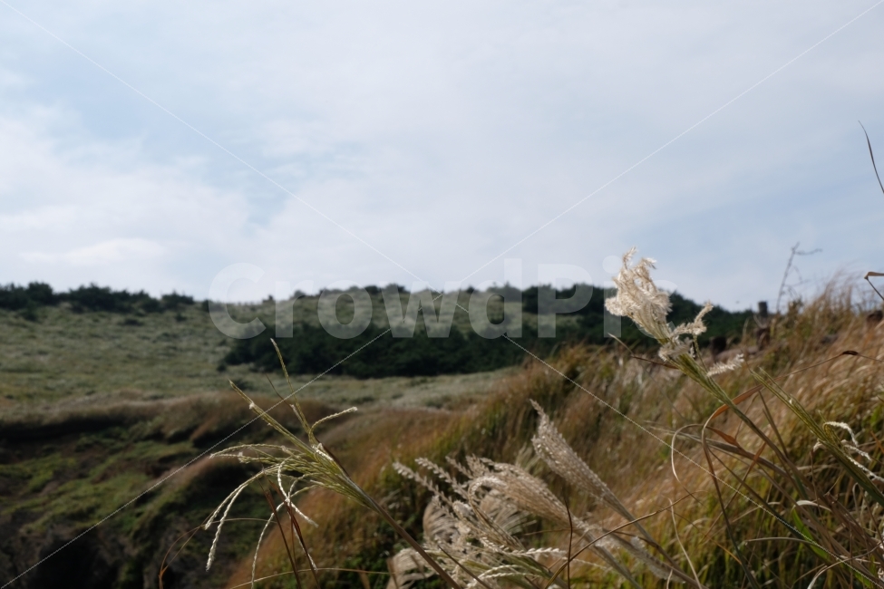 억새,갈대,가을,산,가을산,풍경,가을풍경,자연,풀,나무,구름,하늘,오름,제주도,우도,제주도오름,자연,풍경,nature,landscape,제주도,jeju,jeju island,grass,잔디,plant,식물,lawn