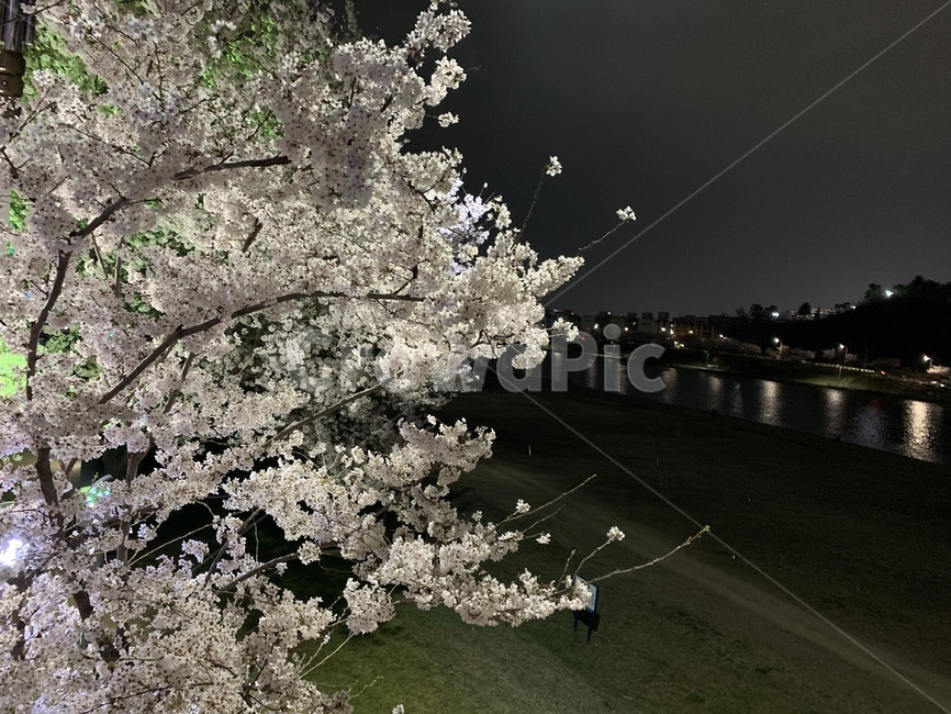 식물,꽃,blossom,flower,벚꽃,세련,밤,밤마실,느낌,감성