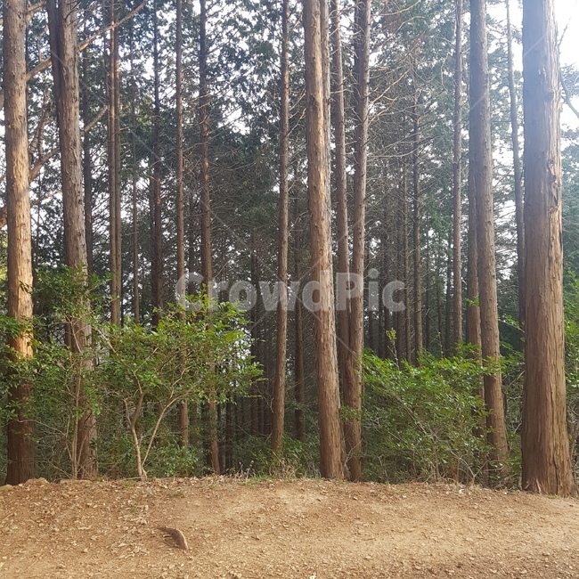 tree,나무,plant,식물,nature,자연,outdoors,옥외,forest,숲,grove,작은숲