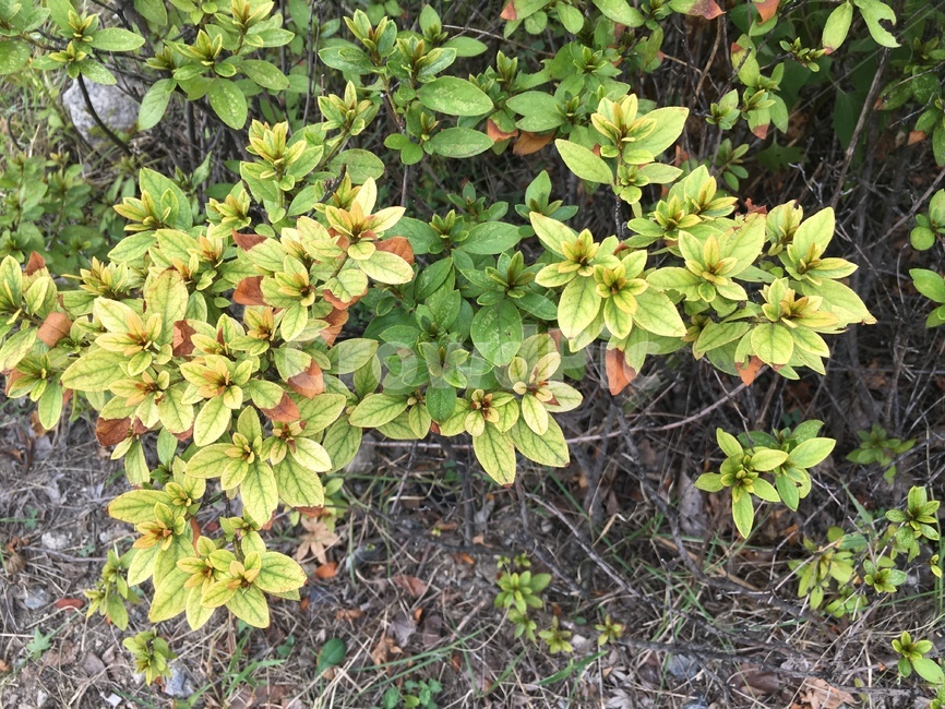 풀,길가식물,가을식물,잎,길가풍경,식물,자연,plants,nature
