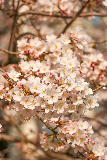 꽃,flower,자연,식물,blossom,cherryblossom,벚꽃,봄,계절,spring,season