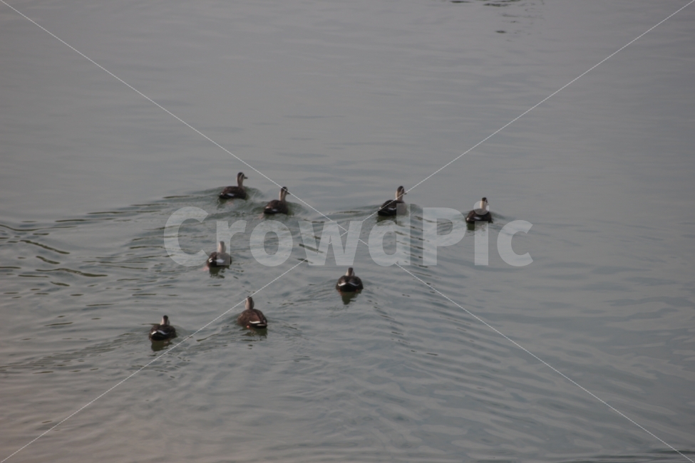 동물,새,조류,강,오리,강가,duck,여러마리,동물,animal,조류,새,birds