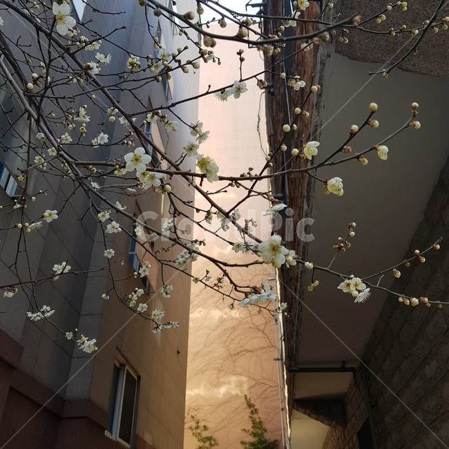식물,벚꽃,나무,꽃나무,봄꽃,벗나무,벗꽃