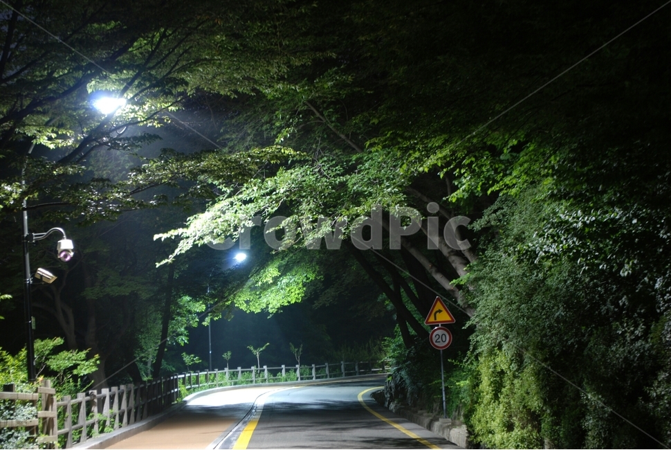 남산,새벽,감성,나무,가로등