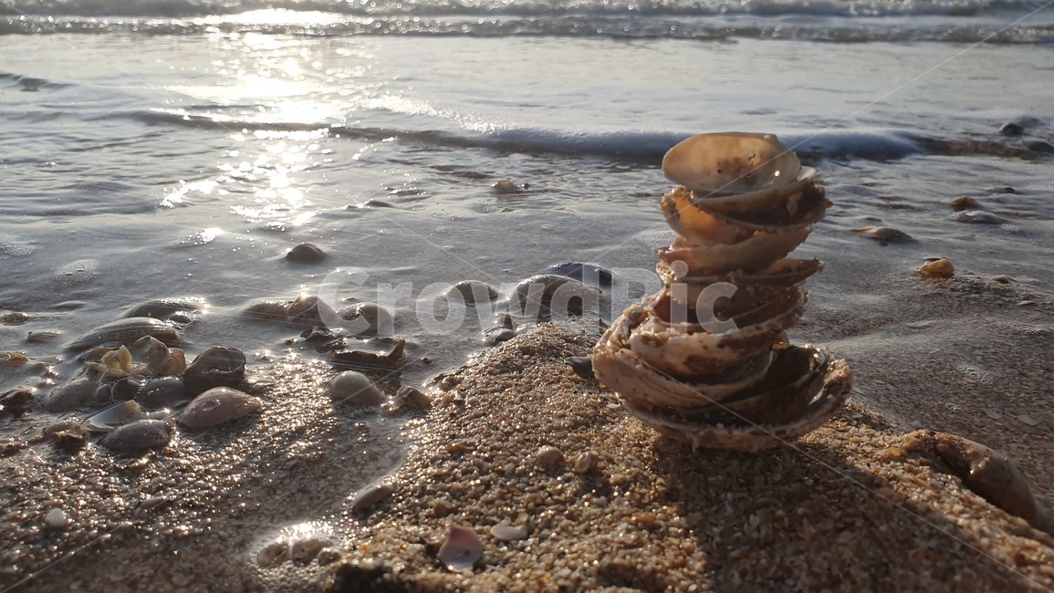 조개,바다,물,모래,빛,sea,시원한,상쾌한,감성,깨끗한,조개껍질,조개껍데기