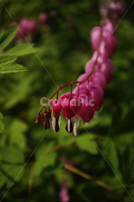 금낭화,꽃,flower,계절,봄,spring,식물,plant,자연,nature,식물,자연,plants,nature,꽃,flower