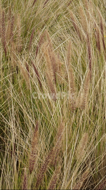 갈대,가을,자연,풀,갈대밭,식물,자연,plants,nature