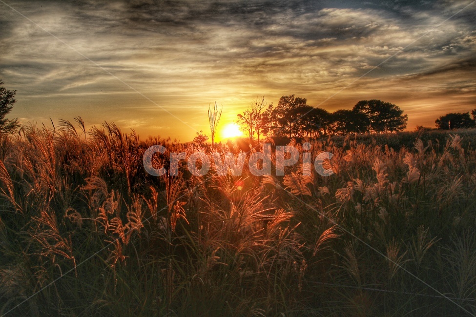억새밭,노을,하늘공원,갈대밭,억새꽃,해질녘,식물,들판,노을진들판,sunset,sunrise,field,자연,nature,hdr,가을,계절,fall,autumn,season,자연,풍경,nature,landscape,light,빛,flare,플레어,grass,잔디,plant,outdoors,옥외,sunlight,햇빛
