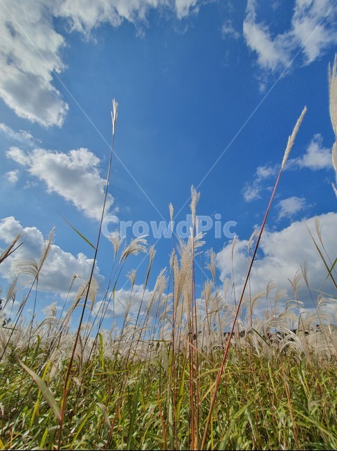 억새,하늘,풍경,물억새,식물,갈대,자연,풍경,nature,landscape,grass,잔디,plant,lawn,reed