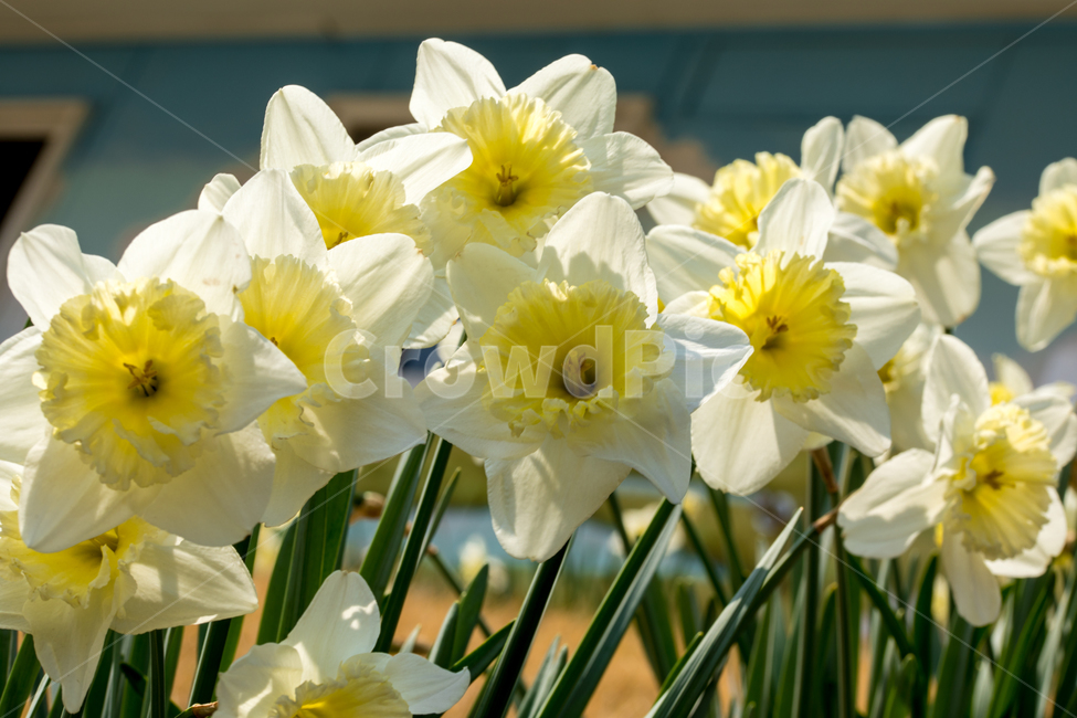 꽃,봄,봄꽃,식물,야외,3월,화초,수선화,봄,계절,spring,season,식물,자연,plants,nature,꽃,flower,plant,blossom