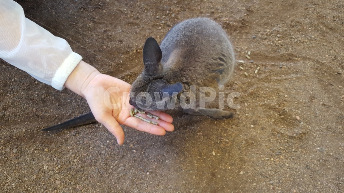 귀여운,토끼,먹이,동물,동물원,동물,animal,포유류,mammal,사람,인물,인간,human,person,신체일부,몸,body