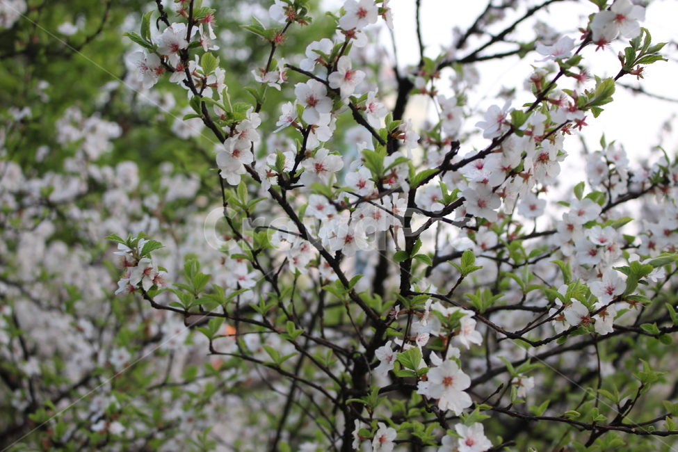 벚꽃,나무,벚나무,꽃놀이,풀,풍경,봄,계절,spring,season,plant,식물,blossom,꽃,flower