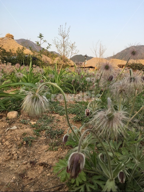 할미꽃,낙안읍성,꽃,할머니,순천,식물,자연,plants,nature,꽃,flower