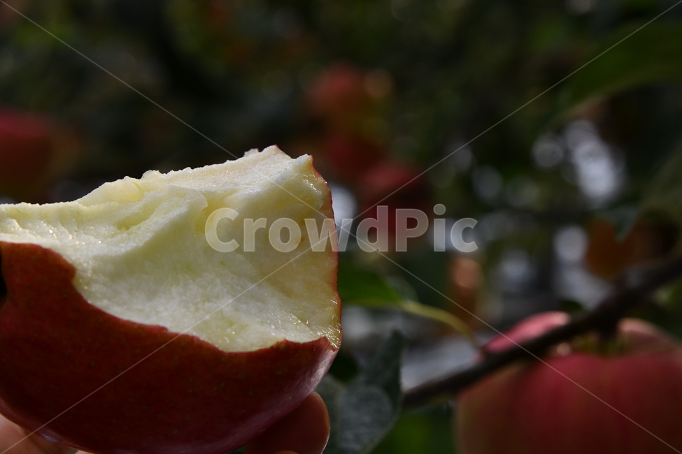 사과,과일,음식,plant,apple,과수원,식품,과일,열매,fruit