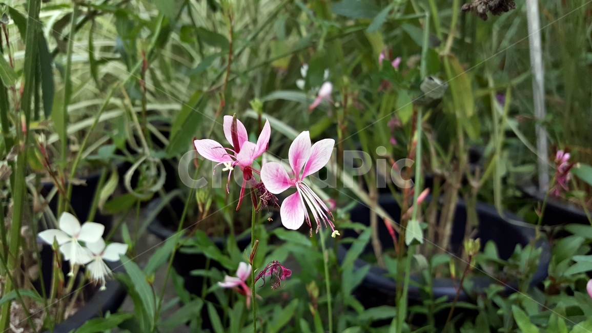 홍접초,가우라,나비바늘꽃,식물,꽃,분홍색,암술,수술,꽃잎,식물,자연,plants,nature,꽃,flower