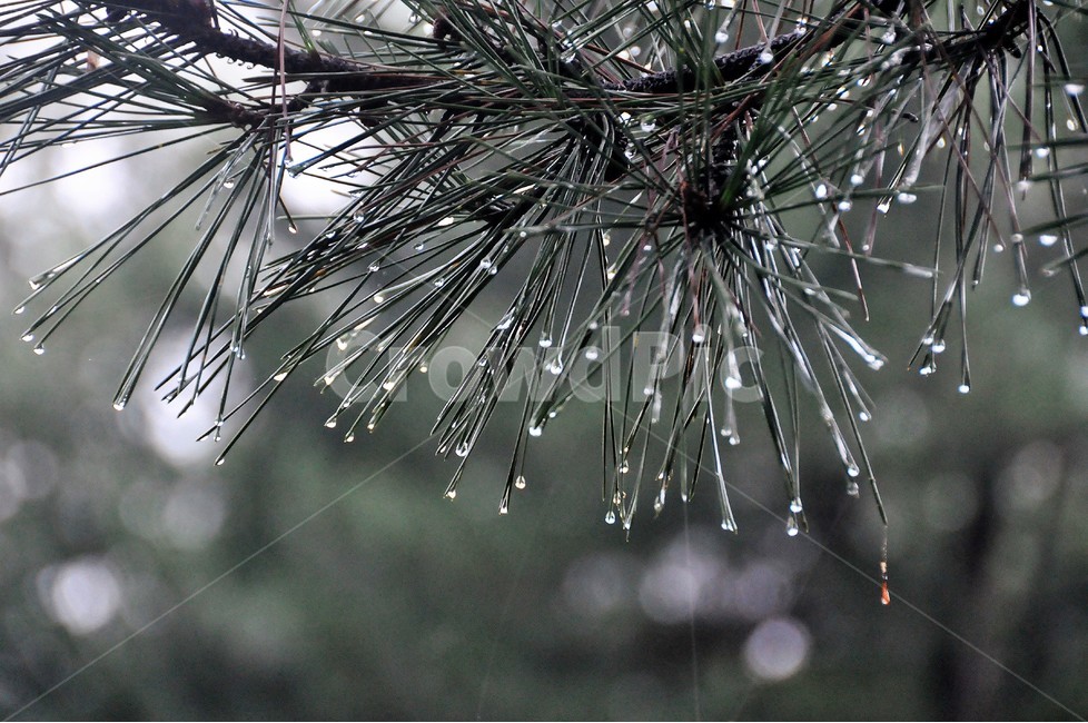 봄비,나뭇가지,빗방울,소나무,물방울,촉촉함,식물,자연,plants,nature,비,비오는날,rain,rainy