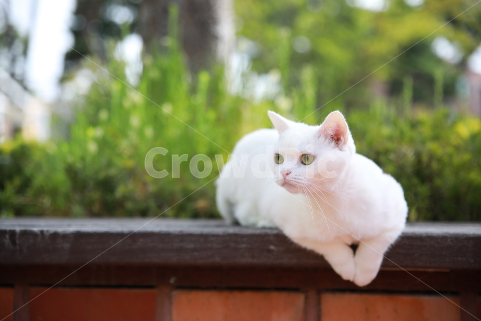 고양이,흰고양이,브리티쉬숏헤어,집고양이,공원,반려묘,반려동물,동물,cat,동물,animal,포유류,mammal,고양이,cat,kitten,kitty