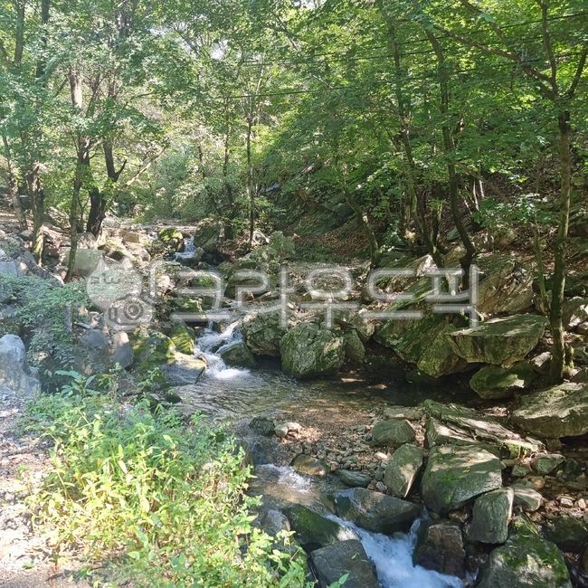 산,계곡,나무,힐링,숲속