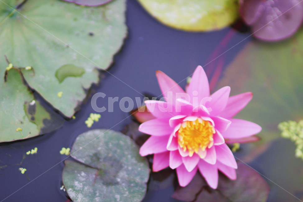 연꽃,분홍,plant,식물,꽃,flower,blossom,식물,자연,plants,nature,꽃,flower