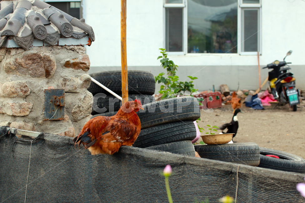 poultry,animal,bird,fowl,chicken,닭,시골,새,동물,시골길,가금류,치킨,농장,동물,animal,조류,새,birds
