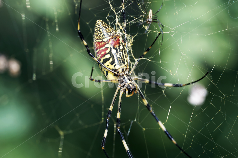 호랑거미,거미,절지동물,argiopeamoena,거미줄,담록색,동물,animal,곤충,벌레,insect,bug