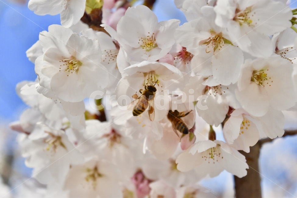 꽃,벚꽃,봄,목련,나무,하늘,아름다움,화사함,flower,식물,자연,plants,nature,꽃,flower