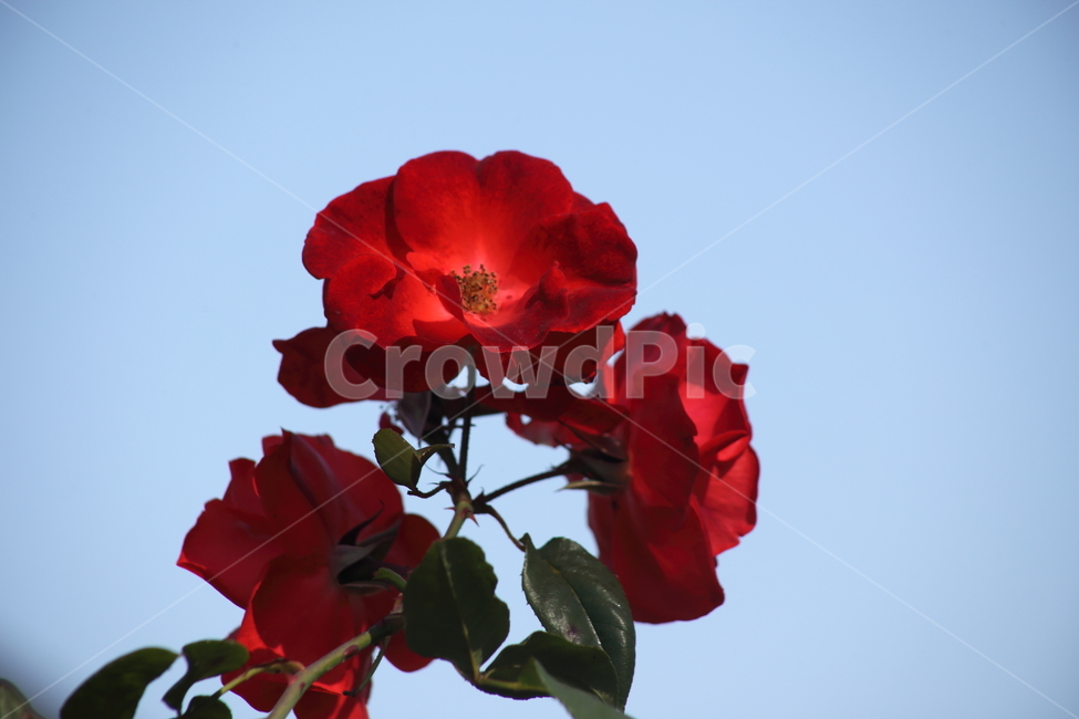 장미,꽃,식물,정원수,rose,식물,자연,plants,nature,꽃,flower