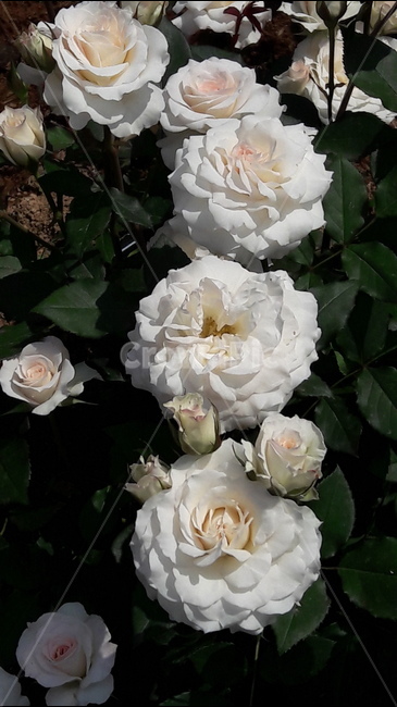 백만송이,장미원,꽃,백장미,봉우리,식물,자연,plants,nature,꽃,flower