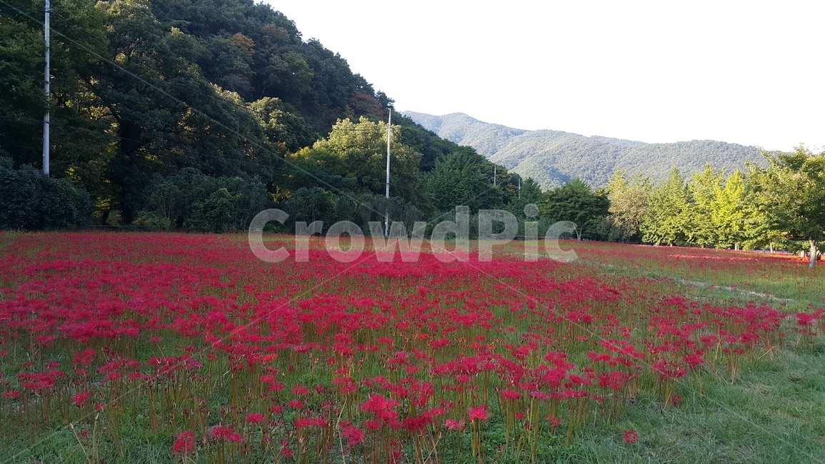 선운사,꽃무릇,꽃무리,붉은,햇살,10월,가을,녹음,자연,풍경,식물,식물,자연,plants,nature,꽃,flower