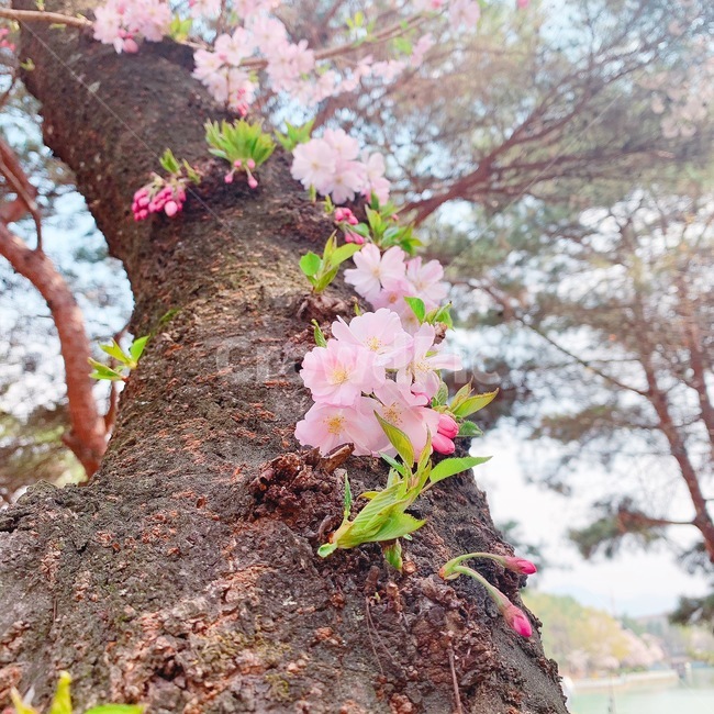벚꽃,나무,봄,꽃나무,분홍색,spring,자연,봄,계절,spring,season