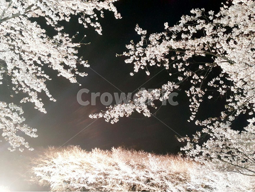벚꽃,밤하늘,봄,꽃,밤,하늘,봄,계절,spring,season,야경,밤,풍경,nightscape,night,landscape,plant,식물,flower,blossom