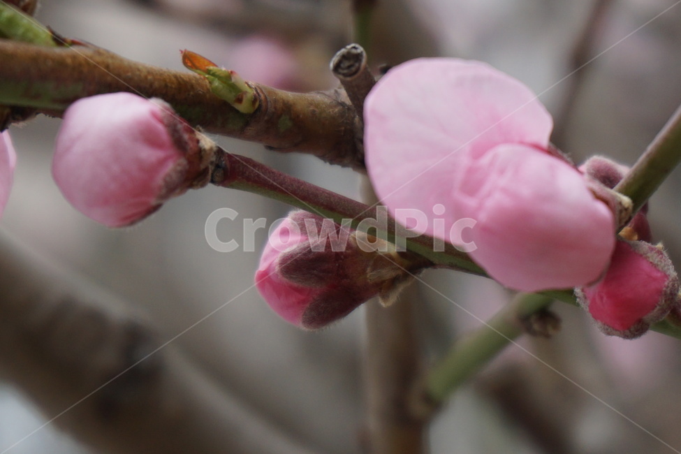 봄꽃,꽃,봄,분홍색,매화,3월,꽃잎,연두색,봄,계절,spring,season,식물,자연,plants,nature,꽃,flower,plant,blossom,sprout,새싹,bud,싹