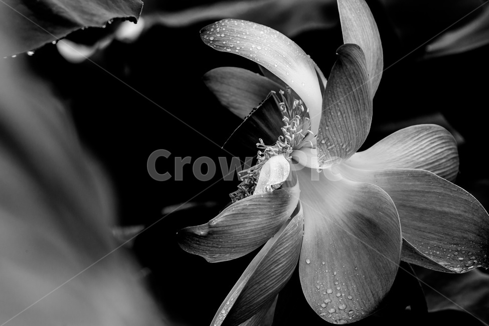 연잎,습지,감성,연,생태공원,빗방울,낙화,연꽃,관곡지,식물,자연,plants,nature,꽃,flower,흑백,모노톤,monochrome,black and white