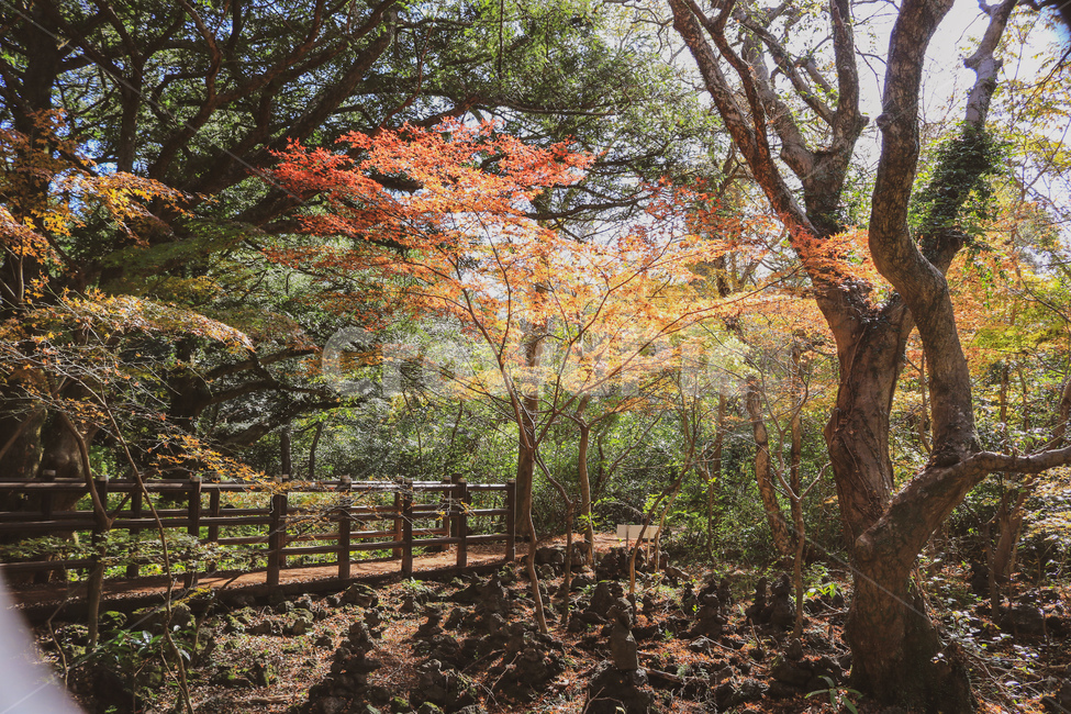 제주도,산림,낙엽,나무,숲,꽃,다리,나뭇가지,풍경,가을,초록,가을,계절,fall,autumn,season,자연,풍경,nature,landscape,tree,plant,식물,tree trunk,나무 줄기