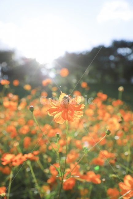 autumn smell,fall snap,flower snap,yellow cosmos,autumn,Cosmos,sulfuration,snap,flower