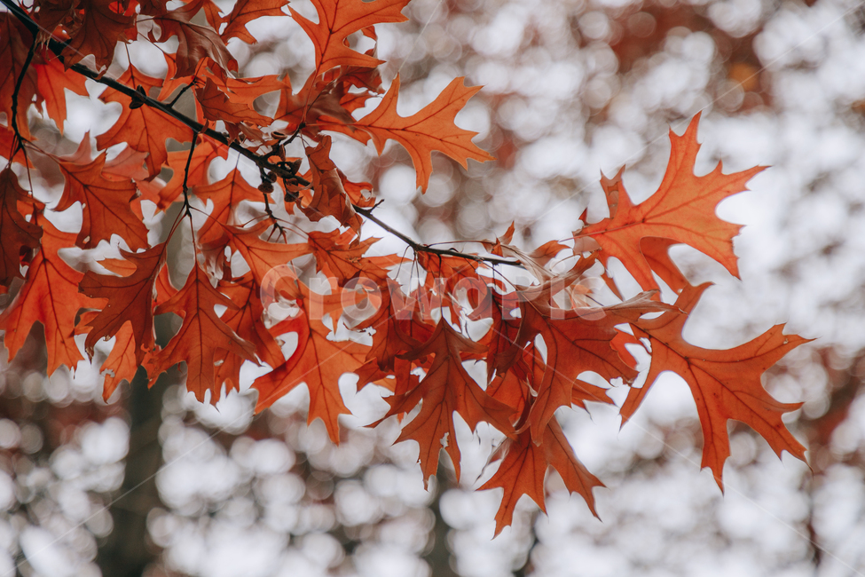가을,단풍,나뭇잎,나무,붉은,빨간,잎,잎사귀,가을,계절,fall,autumn,season,plant,식물,leaf,tree
