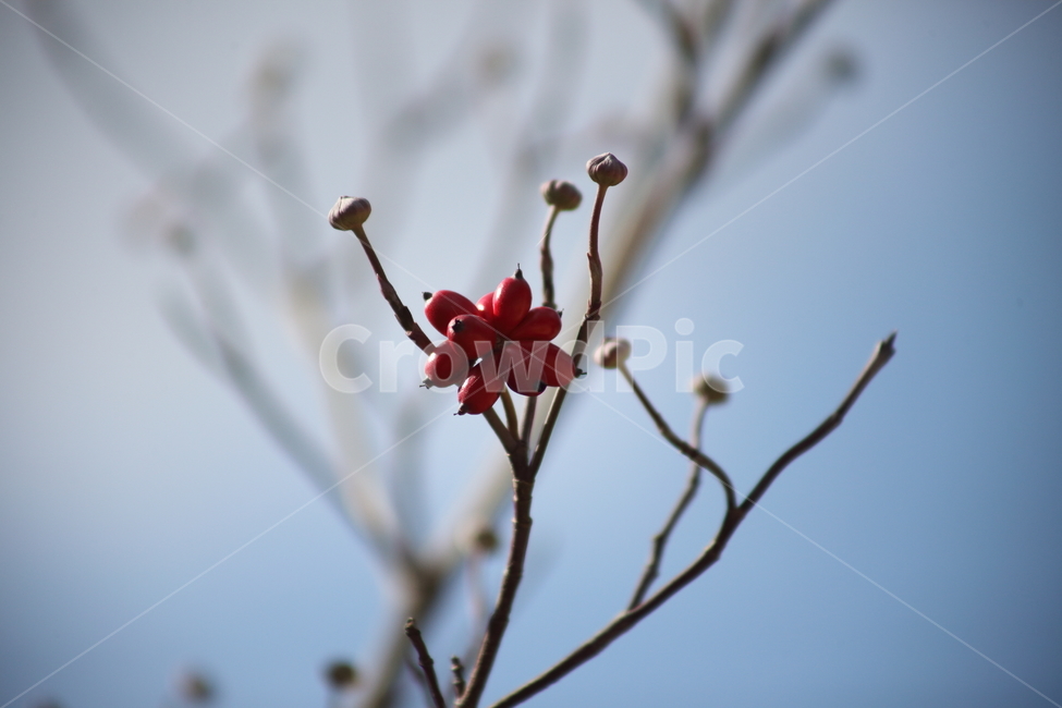 열매,빨강,식물,종자,가을,식물,자연,plants,nature,과일,열매,fruit