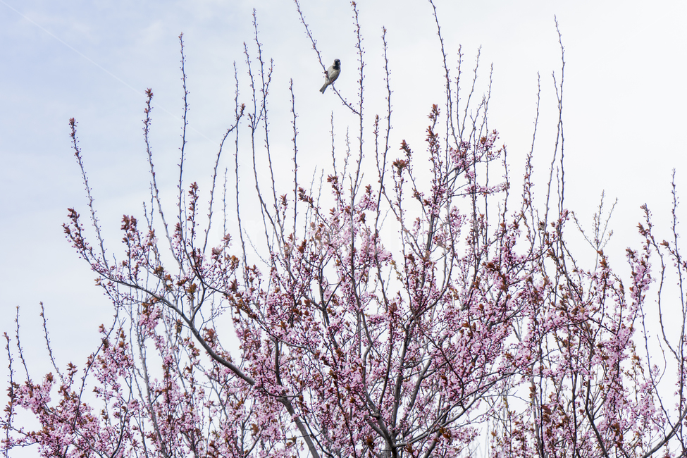 plant,식물,bird,새,animal,동물,봄,벚꽃,꽃,핑크,분홍,나무,cherry,cherryblossom,blossom,pink,spring,tree