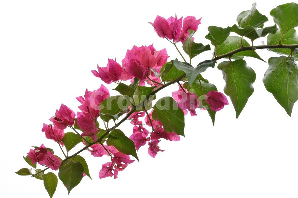 봉고빌리아,꽃,식물,자연,필리핀꽃,식물,자연,plants,nature,꽃,flower,누끼,remove background