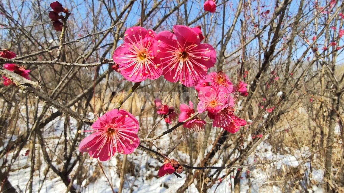 홍매화,매화,매화꽃,붉은매화꽃,홍매,자장매,maehwa,plant,식물,flower,blossom,꽃,식물,자연,plants,nature,꽃,flower
