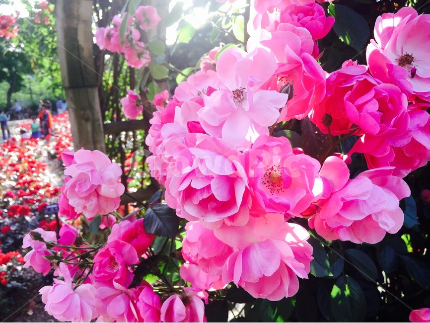장미,장미축제,꽃,분홍색,서울대공원,분홍장미,식물,자연,plants,nature,꽃,flower