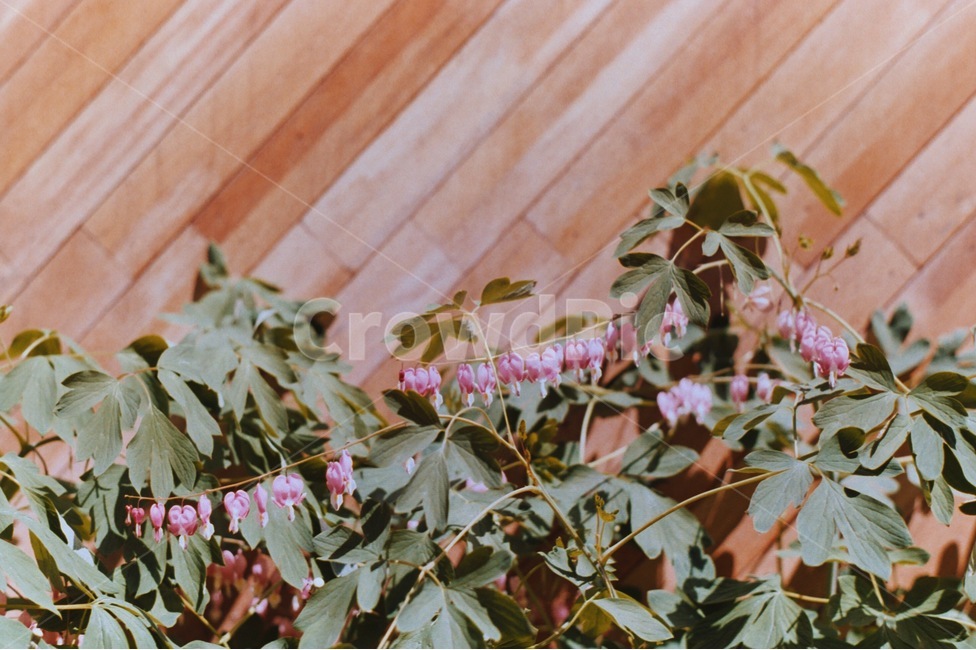 방울꽃,사선,나무,꽃,봄,spring,색감,필름사진,감성사진,식물,자연,plants,nature,꽃,flower