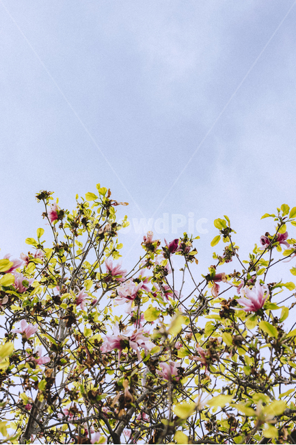 봄,봄꽃,꽃,나무,자목련,하늘,spring,tree,flower,nature,magnolia,감성,sky,식물,식물,자연,plants,nature,꽃,flower