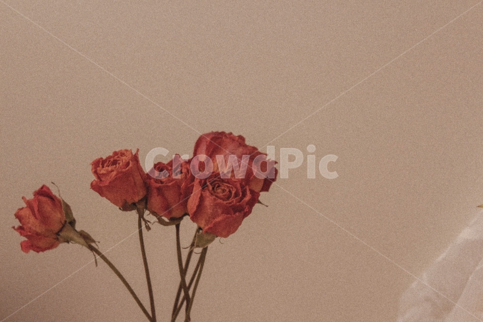 장미,드라이플라워,코랄장미,플라워,꽃,꽃,flower,감성,sensible,feeling
