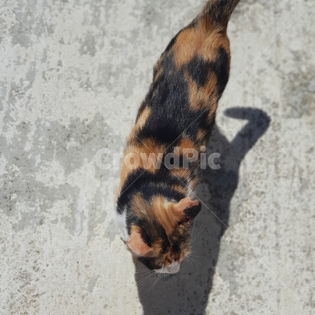 고양이,길냥이,길고양이,나른한오후,나른함,뒹굴뒹굴,동물,animal,포유류,mammal,고양이,cat,kitten,kitty