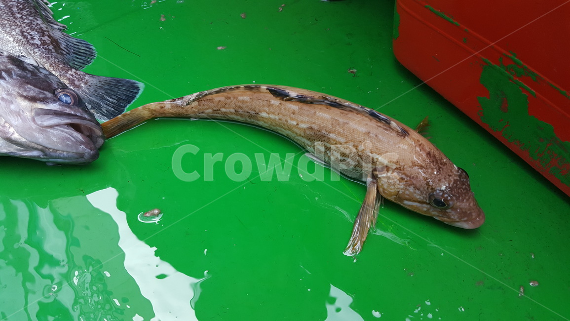 놀래미,낚시,배낚시,바다낚시,우럭,동물,animal,어류,물고기,fish